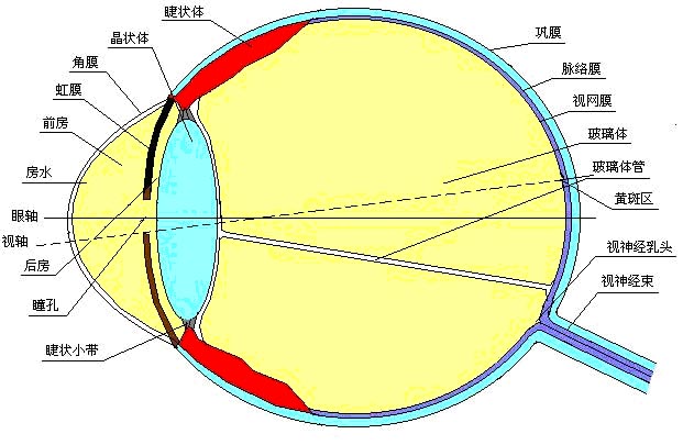 近视14.jpg 近视14.jpg